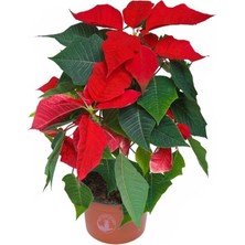 Ponsetya Atatürk Çiçeği 17 cm'lik Saksıda Canlı Bitki Poinsettia