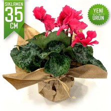 Pembe Cyclamen Sıklamen Saksı Çiçeği 35 cm Çiçekli Bodur Bitki