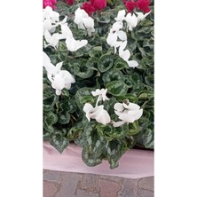 Garden Box Sıklamen Hediyelik Çiçek