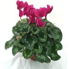Sıklamen / Tavşan Kulağı / Cyclamen Koyu Fuşya Hediyelik Bitki