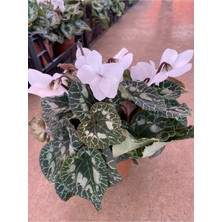 Beyaz Acem Sıklameni Hediyelik Çiçek