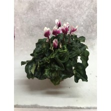 Siklamen (Tavşan Kulağı) Büyük Mürdüm Beyaz Hediyelik Bitki