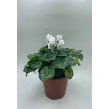 Beyaz Renkli Sıklamen Çiçeği Fidanı Canlı Çiçek Hediyelik Çiçek