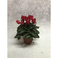 Siklamen (Tavşan Kulağı) Mini Kırmızı Cyclamen
