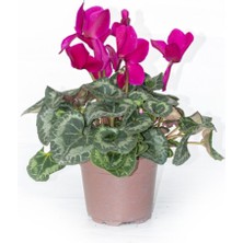 Siklamen Çiçeği Mor İthal Büyük Boy Hediyelik Bitki