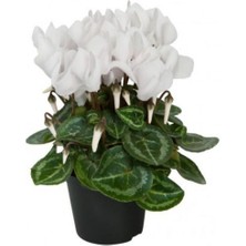 Canlı Saksılı Beyaz Sıklamen Çiçeği Fidanı Hediyelik Bitki