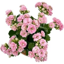 Kalanchoe (Kalanşo) Pembe