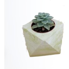 Beton Saksılı Sukulent