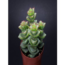 Perforata 5.5mini Sukulent Saksısında Dolgun Formlu Teraryum ve Sukulent