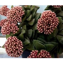 Crassula Springtime Katmer Çiçekli Sukulent 5.5 cm Saksıda