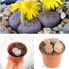 Taş Kaktüs Özel Tür Lithops 5.5 Saksıda