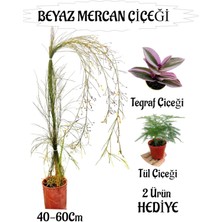 Beyaz Mercan Çiçeği 1 Adet Sakıslı+Tül-Telgraf Çiçeği Hediye Balkon Bitkisi