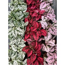Karışık Renk 3 Farklı Renk Hostes Çiçeği Saksılı (Hypoestes)