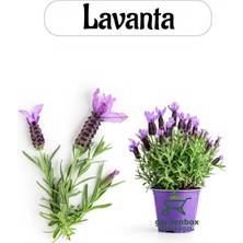 Garden Box Aromatik Bitki Lavanta Fidesi 1 Adet Saksılı 20-30 cm (Lavander)