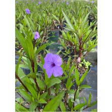 Meksika Petunyası Ruelya 30-60 cm (Ruellia)