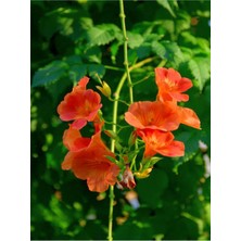 Videolu Turuncu Acem Borusu Çiçeği Fidanı (70- 80 cm)1 Adet Saksılı Dış Mekan Lamiaceae