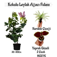 Kokulu Leylak Ağacı Fidanı 1 Adet Saksılı+Yaprak Güzeli-Kurdele Çiçeği Hediye