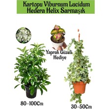 Kartopu Viburnum Lucidum 1 Adet+Hedera Helix 1 Adet+Yaprak Güzeli Hediye Bahçe Bitkisi