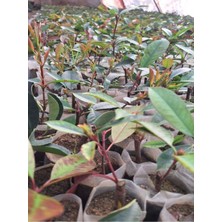 Alev Çalısı Fidanı (10-20 cm)10 Adet Tüplü Dış Mekan Bitkisi