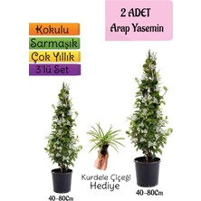 Kokulu 2 Adet Arap Yasemini Fidanı Saksılı+Kurdele Çiçeği Hediye 3'lü Peyzaj Seti