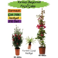 Kırmızı Renk Begonvil+Kırmızı Fırça Çalısı+Kurdele Çiçeği Hediyeli 3'lü Peyzaj Seti