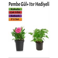 Bahçe Seti Pembe Gül+ Itır Çiçeği Hediyeli (10-25 cm) Saksılı Dış Mekan Bitkileri