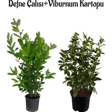 Kokulu Defne Çalısı Fidanı+Viburnum Kartopu Çiçeği 2'li Set Saksılı Bahçe Bitkisi