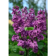 Yoğun Kokulu Leylak Çiçeği Fidanı 1 Adet Saksılı (30-60 cm) Dış Mekan Bitkisi