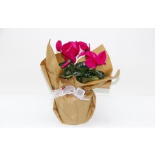 Pembe Siklamen Çiçeği - Kadınlar Günü ve Özel Gün Hediyesi