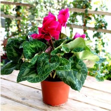 Saksılı Büyük Boy Siklamen Çiçeği 30 cm