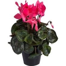 Sıklamen Saksı13 cm Çiçek Boyu Saksılı 40 cm (Cyleman) Hediyelik Çiçek