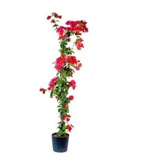 Videolu Kırmızı Begonvil Fidanı 1 Adet Saksılı 50-110 cm (Red Bougainvillea)