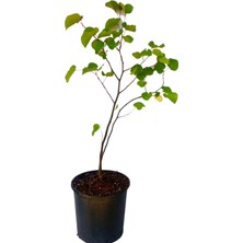 Pembe Renk Erguvan Ağacı Fidanı 1 Adet Saksılı/Tüplü 50-70 cm( Pink Cercis)