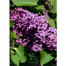 Yoğun Kokulu Leylak Çiçeği Fidanı 1 Adet Saksılı (30-60 cm) Bahçe/ Dış Mekan Bitkisi