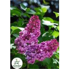 Kokulu Leylak Çiçeği Fidanı 1 Adet Saksılı/Tüplü (30-60 cm) Behçe Peyzaj Bitkisi