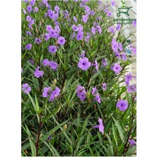 Meksika Petunyası Mor Renk Saksılı 30-60 cm Bahçe Çiti Çiçeği