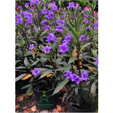 Mor Renk Meksika Petunyası Ruellia 30-50 cm Saksıda Ruelya