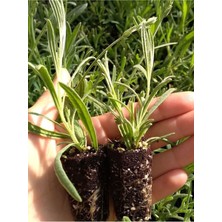 Kokulu Lavanta Fidesi Mini Boy 1 Adet Potta 5-15 cm