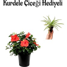 Kadınlar Gününe Özel Kırmızı Japon Gülü(Hibiscus Rosa) Kurdele Çiçeği Hediyeli