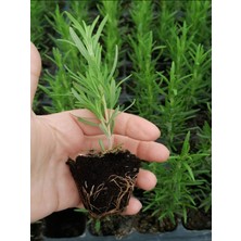 Mini Boy Biberiye Fidanı Kokulu Bitki 5-15 cm Potta