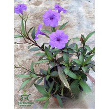 Meksika Petunyası Ruellia 1 Adet Saksılı 30-50 cm Ruelya Bahçe Çiçeği