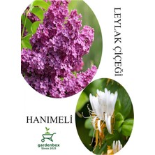 Kokulu Leylak Çiçeği 1 Adet Saksılı 30-60 cm+Hanımeli Çiçeği 30-60 cm