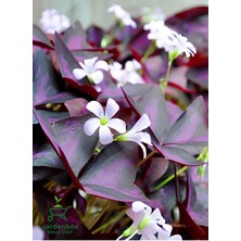 Uyku Çiçeği Süs Yoncası 1 Adet Dekoratif Salon Çiçeği(Oxalis Triangularis)