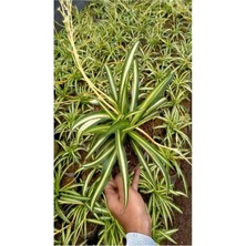 Yeşil Kurdele Çiçeği Chlorophytum Comosum İç Mekan Çiçeği 20-30 cm