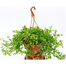 Buz Çiçeği Makrome Saksılı 1 Adet 15-25 cm (Delosperma)