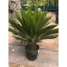 Büyük Japon Sago Palmiyesi Sikas 1 Adet Saksılı 80-100 cm (Cycas)