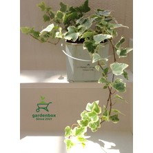 Beyaz Alacalı Hedera Helix Sarmaşık 1 Adet Saksılı 30-60 cm