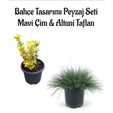 Garden Box Mavi Çim 1 Adet Saksılı (10-20 cm)+Altuni Taflan(20-40 cm) 1 Adet Bahçe Seti