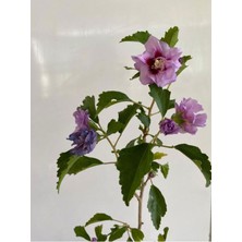 Pembe Renk Hatmi Çiçeği Ağacı 1 Adet Sakıslı/tüplü 40-60 cm Dış Mekan Bahçe