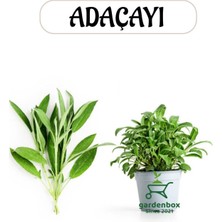 Aromatik Bitki Adaçayı Fidesi 1 Adet Saksılı 20-30 cm (Salvia)